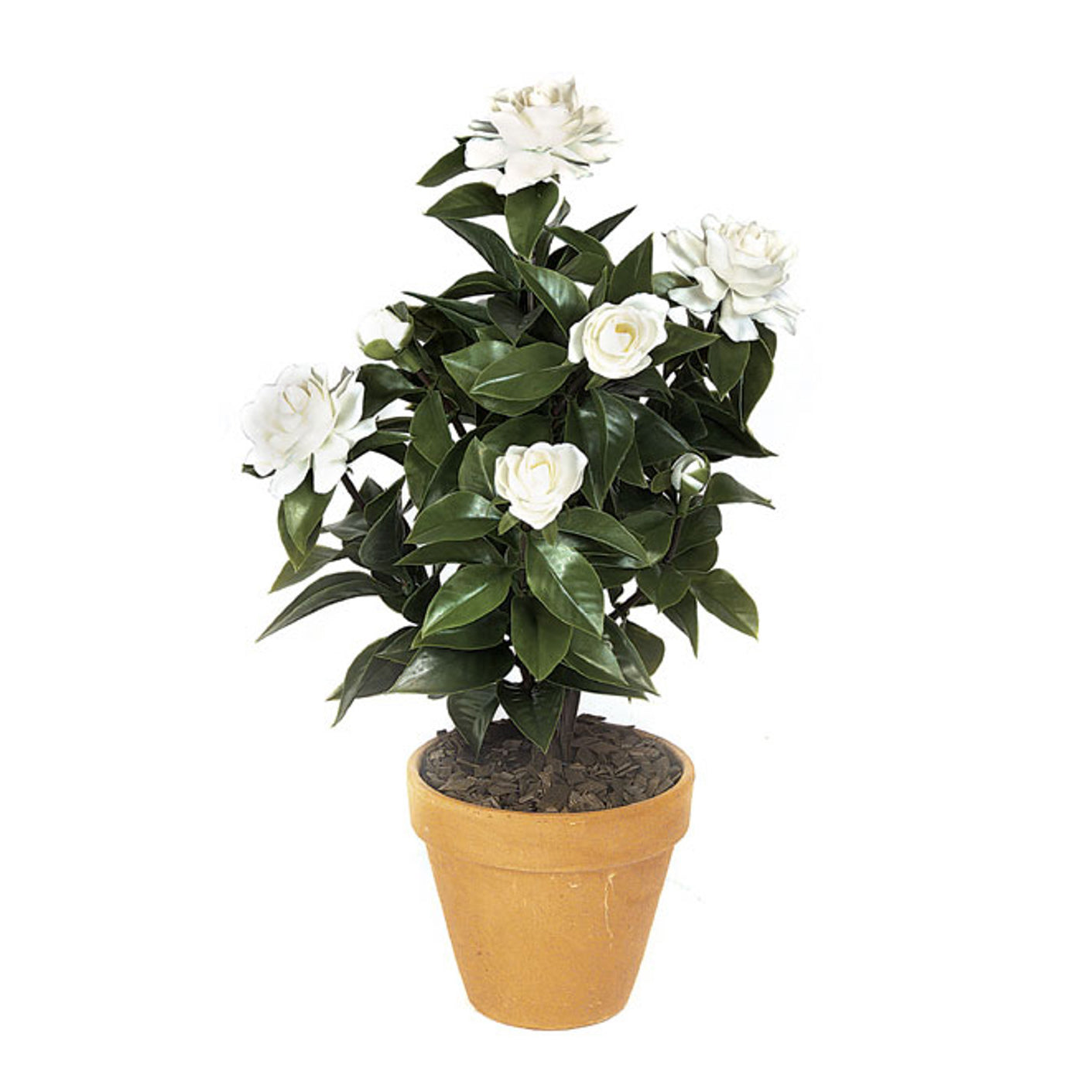 19 Inch White Outdoor Gardenia Bush