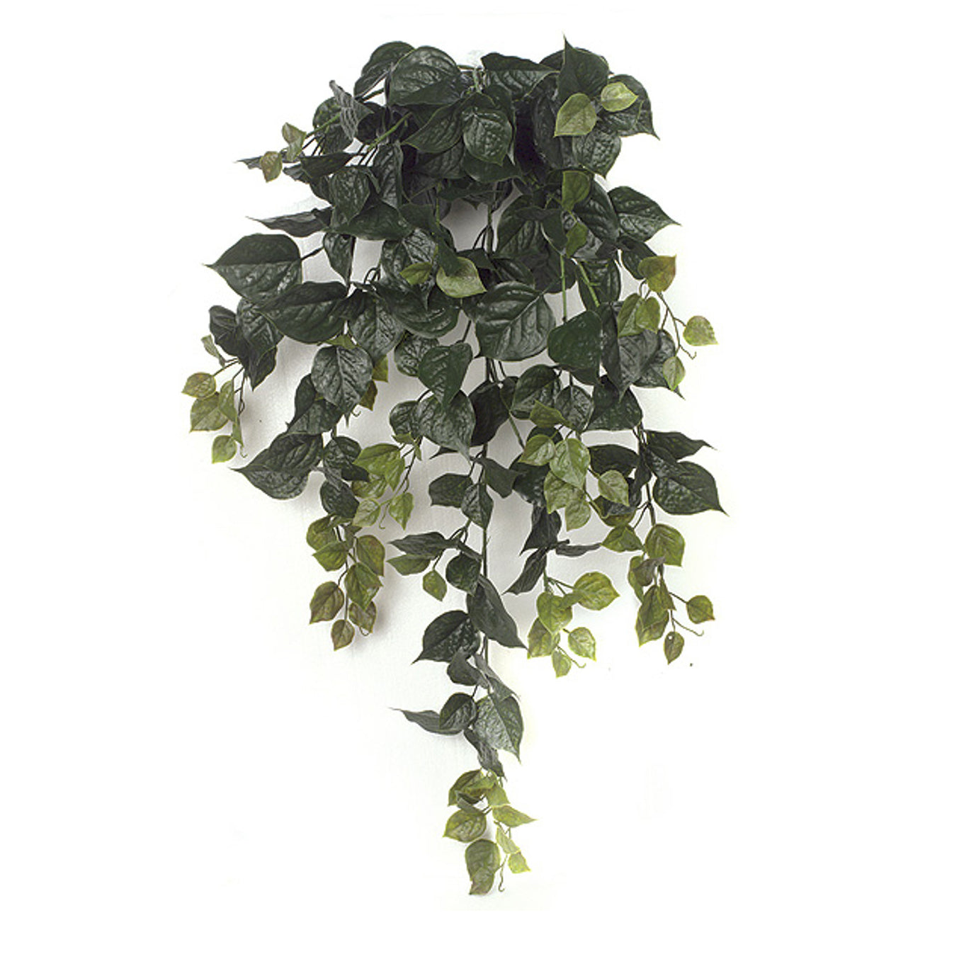 36 Inch Outdoor Green Bougainvillea Bush