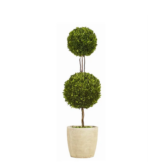 PRESERVED DOUBLE BALL BOXWOOD TOPIARY POTTED 51''H (PACK OF 2)