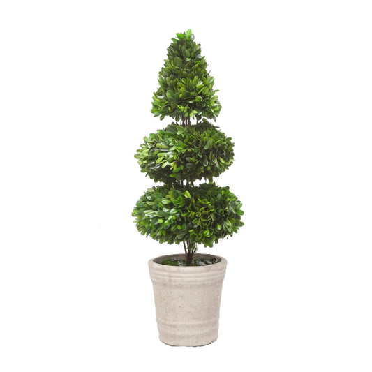 PRESERVED RODEO BOXWOOD TOPIARY POTTED 28''H (PACK OF 4)